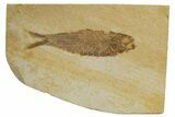 Detailed Fossil Fish (Knightia) - Wyoming #318420-1